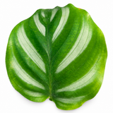 Calathea Fasciata