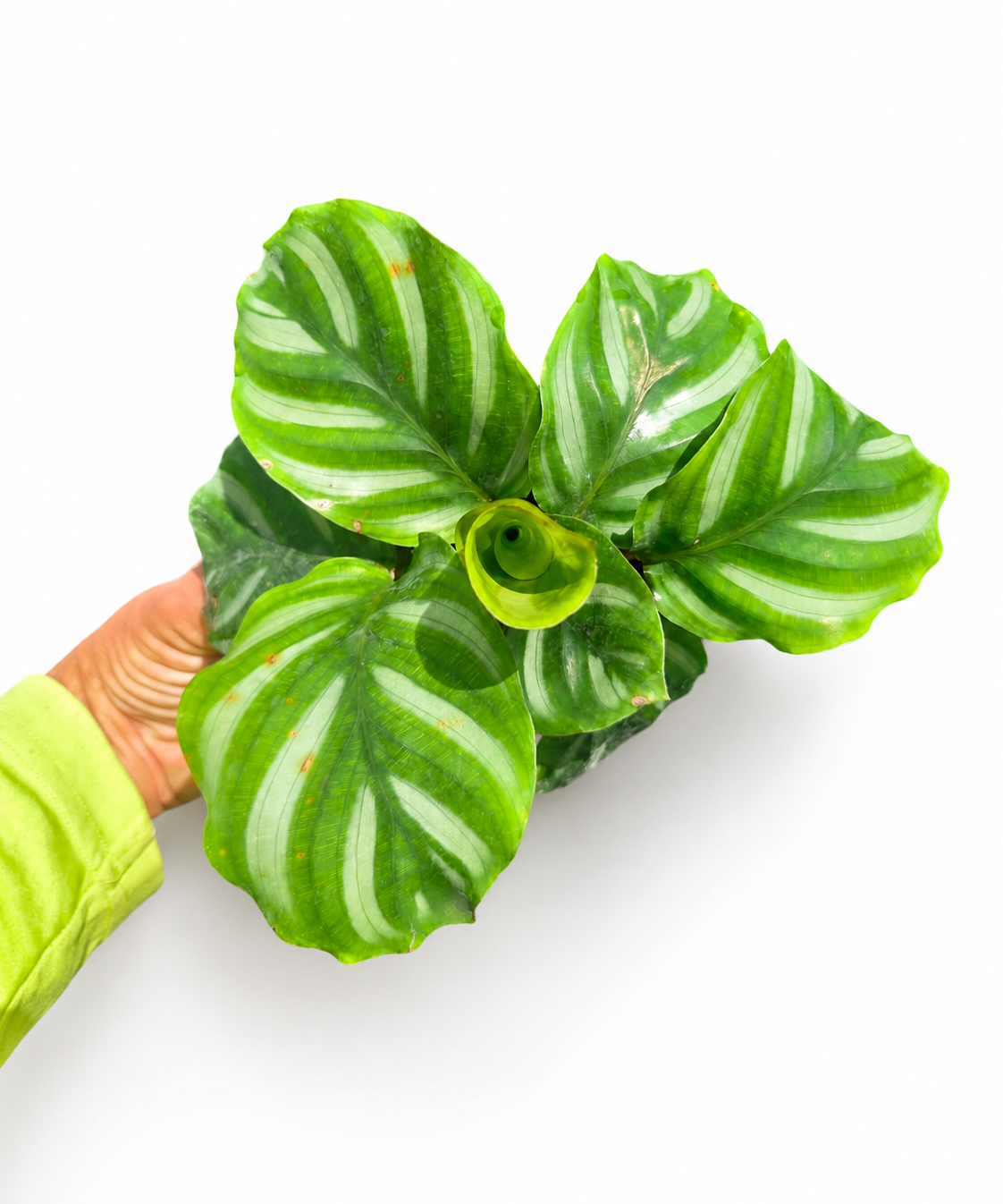 Calathea Fasciata