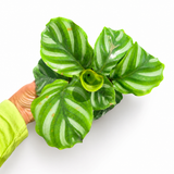 Calathea Fasciata