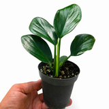 Philodendron Dragon Tail