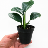 Philodendron Dragon Tail