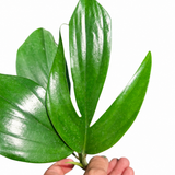 Philodendron Dragon Tail