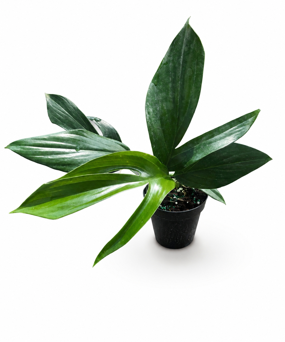 Philodendron Dragon Tail