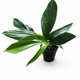 Philodendron Dragon Tail