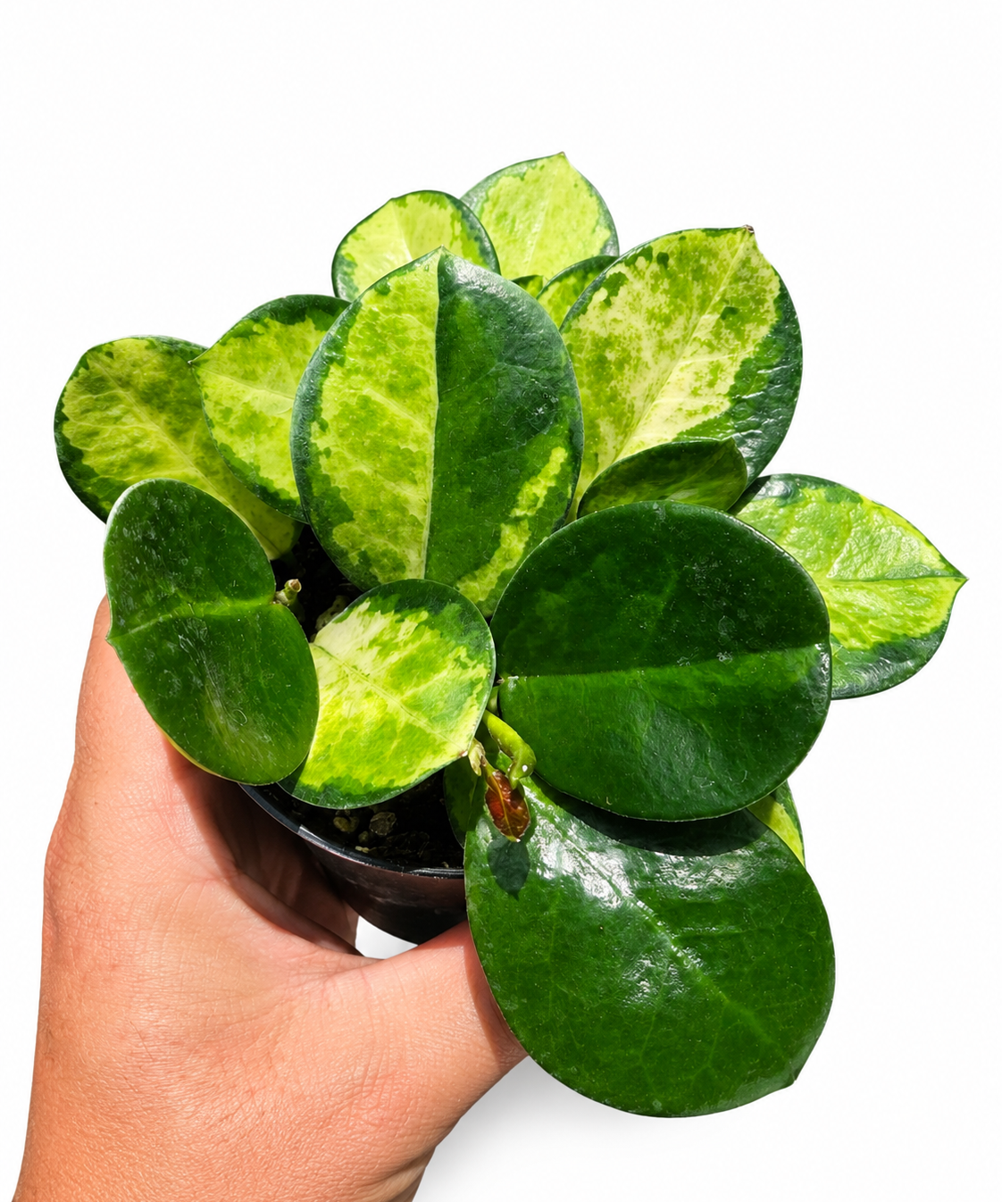 Hoya Australis Lisa
