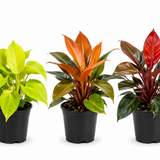Philodendron Multi Pack
