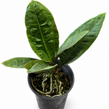 Anthurium Plowmanii Superbum