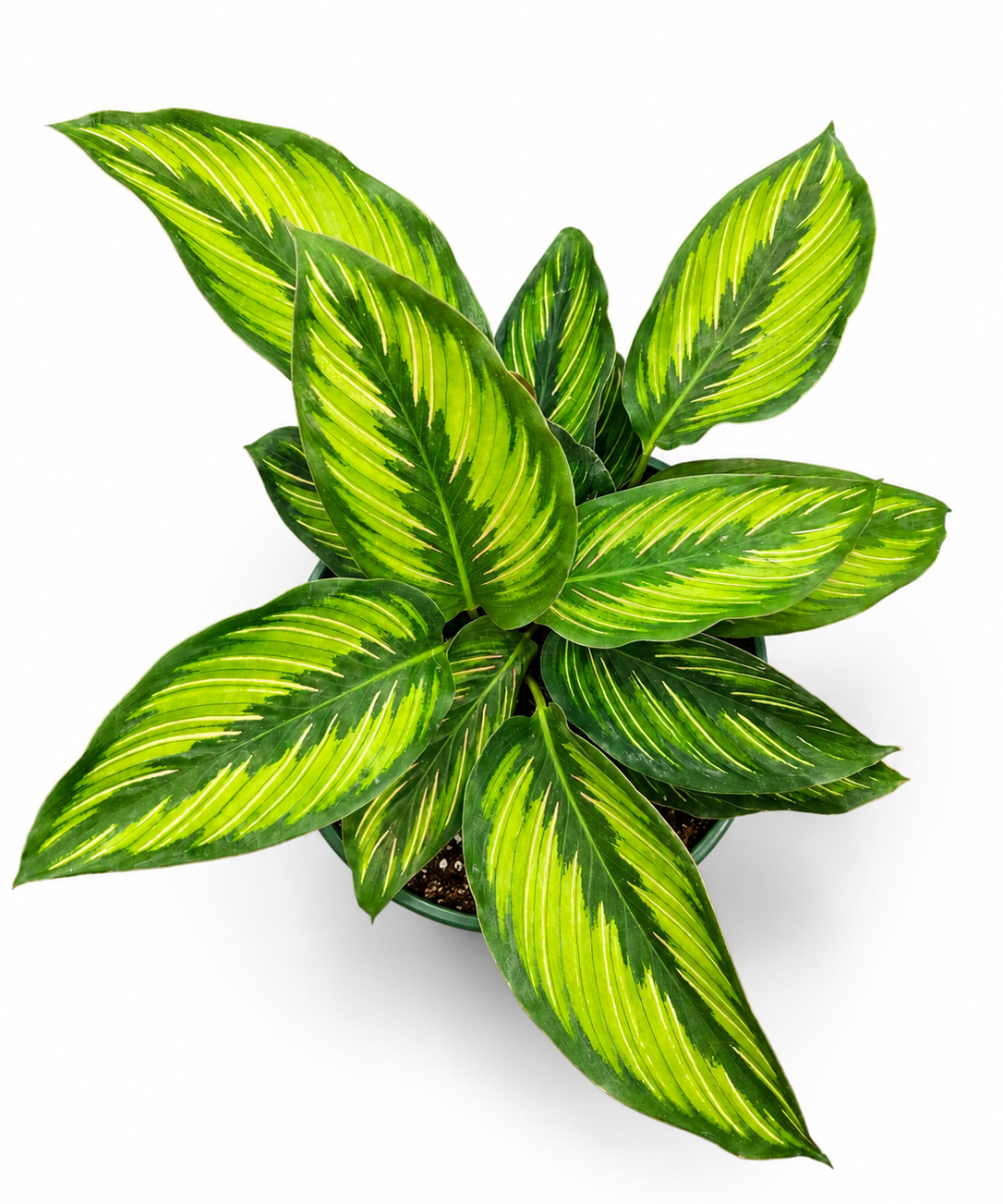 Calathea Beauty Star
