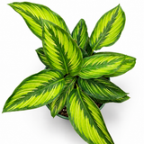 Calathea Beauty Star