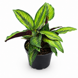 Calathea Beauty Star