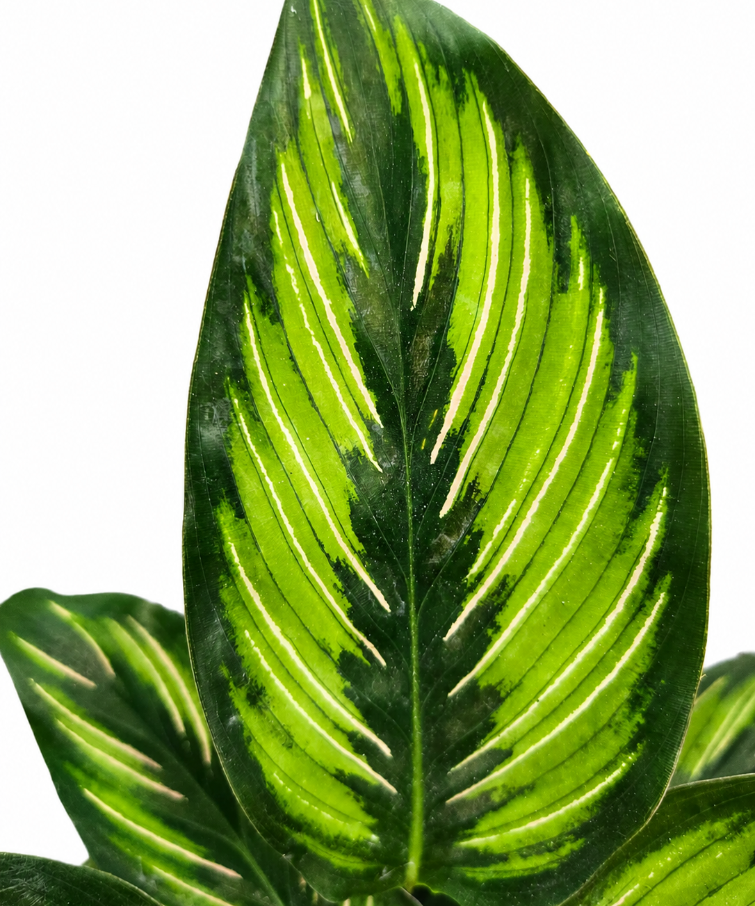 Calathea Beauty Star