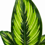 Calathea Beauty Star