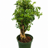 Aralia Ming Stump