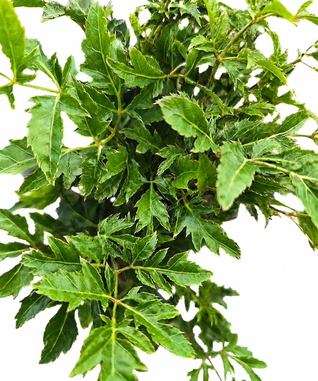 Aralia Ming Stump