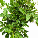 Aralia Ming Stump