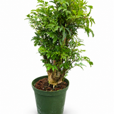 Aralia Ming Stump