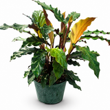 Calathea Rufibarba