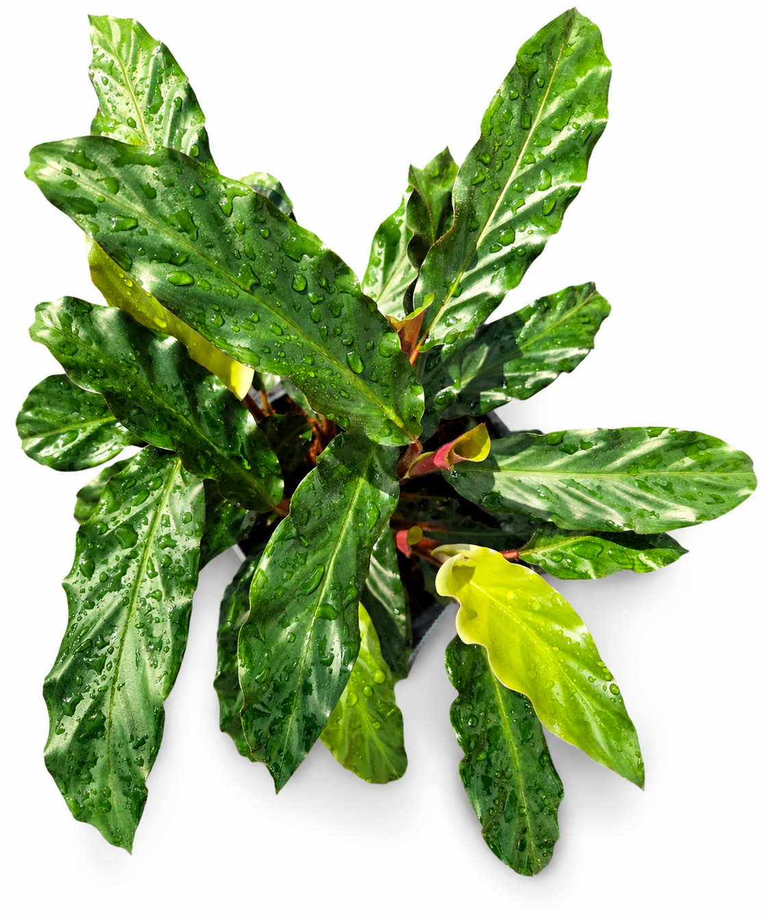Calathea Rufibarba