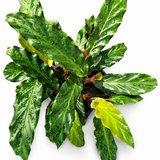 Calathea Rufibarba