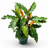 Calathea Rufibarba
