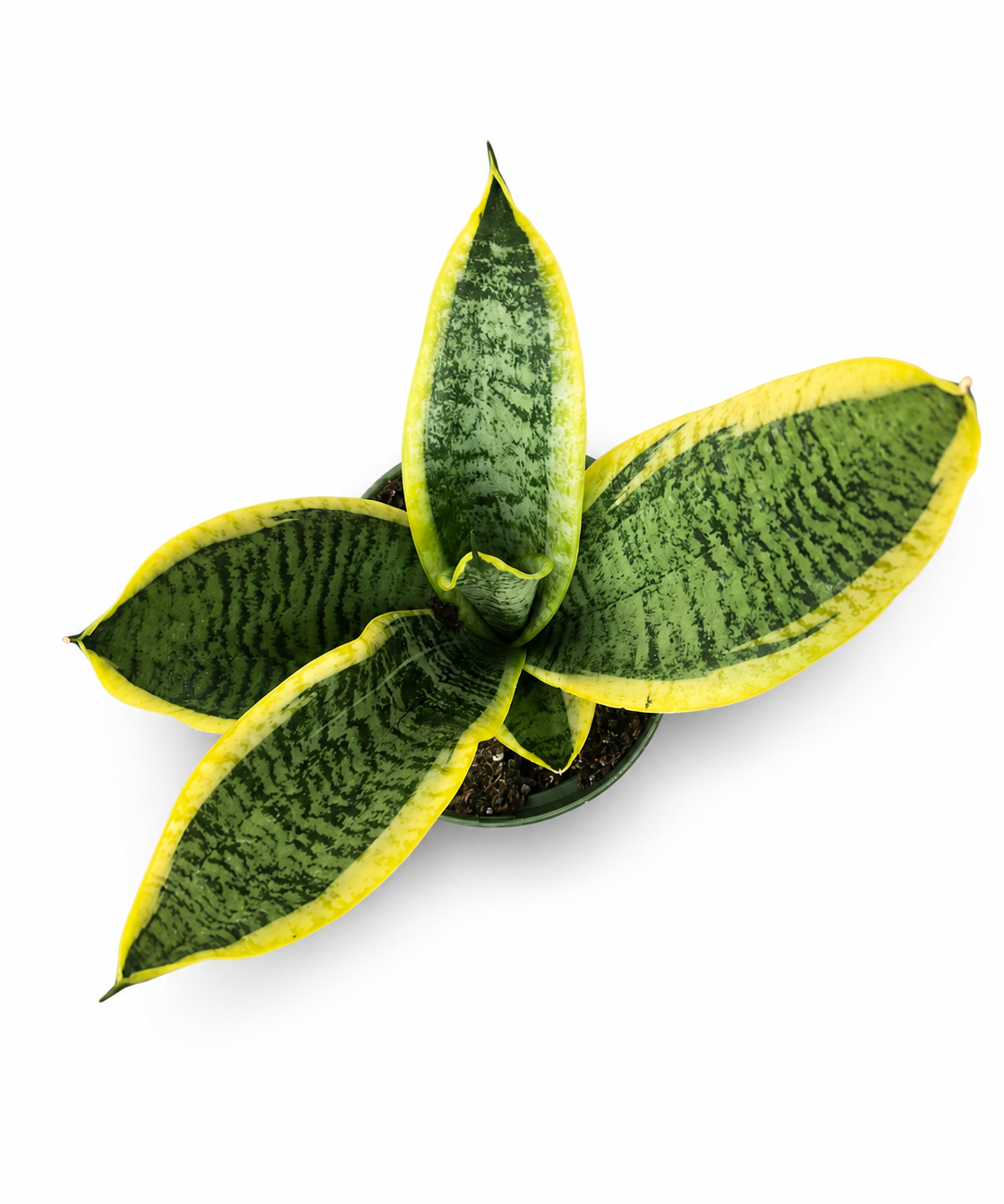 Sansevieria Futura Superba
