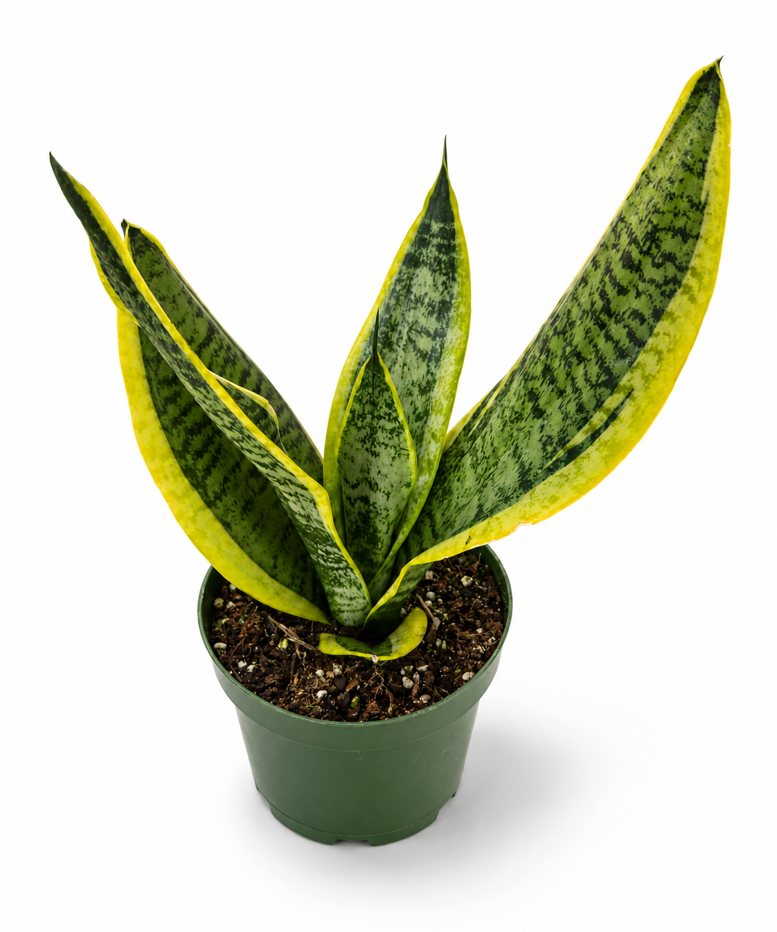 Sansevieria Futura Superba