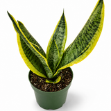 Sansevieria Futura Superba