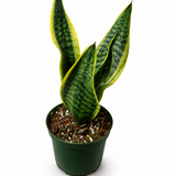 Sansevieria Futura Superba