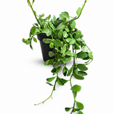Dischidia Oiantha