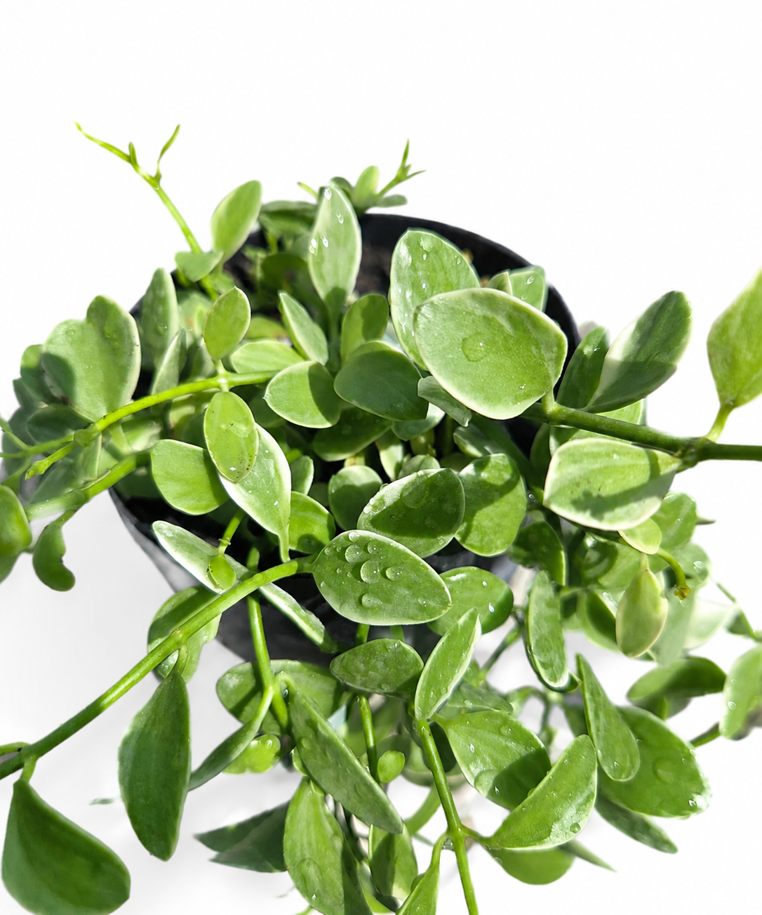 Pet Friendly Plant Subscription