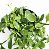 Dischidia Oiantha