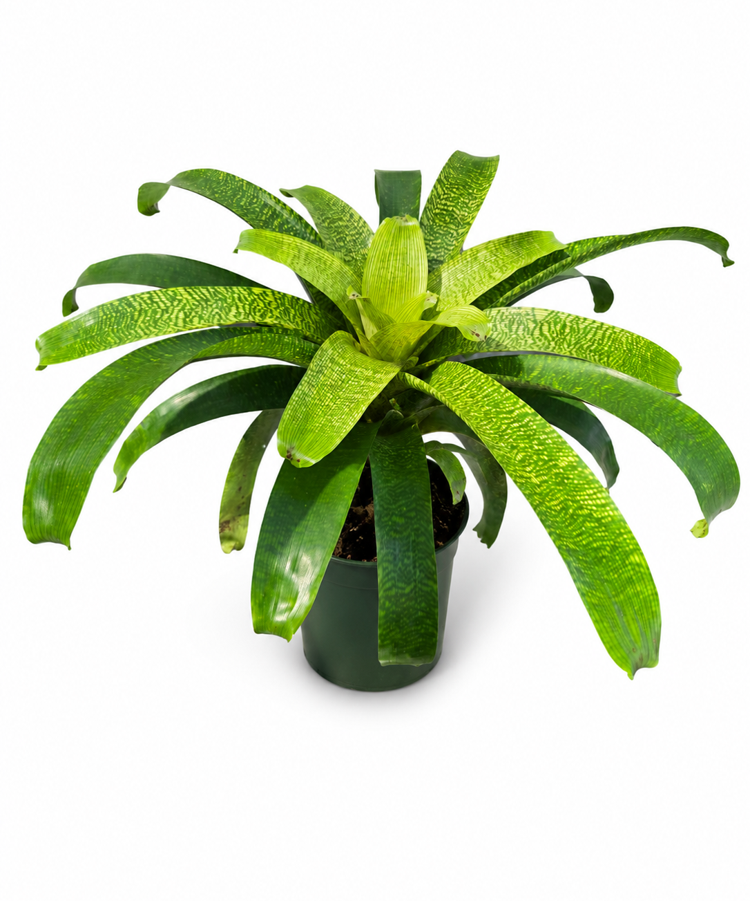 Vriesea Fenestralis