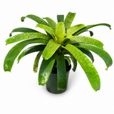 Vriesea Fenestralis