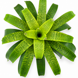 Vriesea Fenestralis