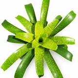 Vriesea Fenestralis