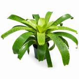 Vriesea Fenestralis