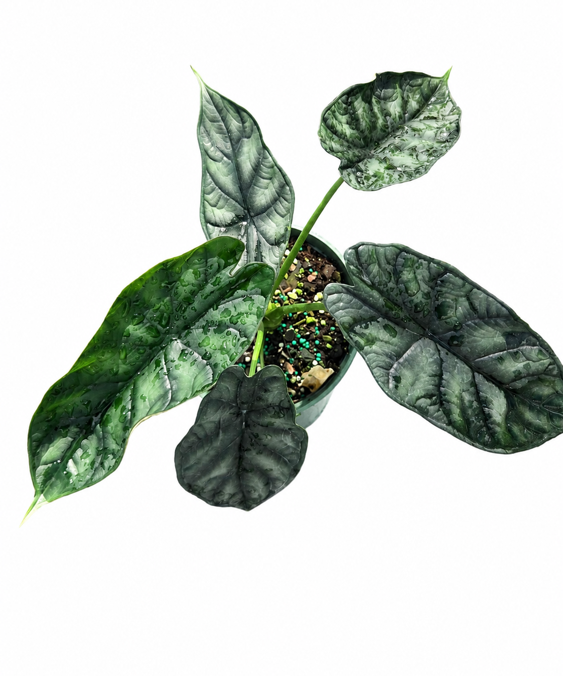 Alocasia Dragon Scale