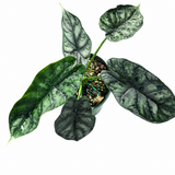 Alocasia Dragon Scale