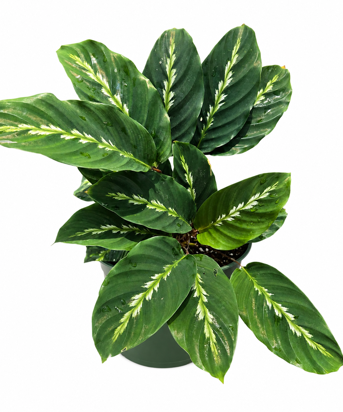 Calathea Maui Queen