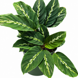 Calathea Maui Queen