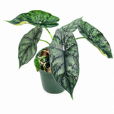 Alocasia Dragon Scale
