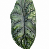 Alocasia Dragon Scale