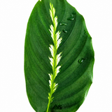 Calathea Maui Queen