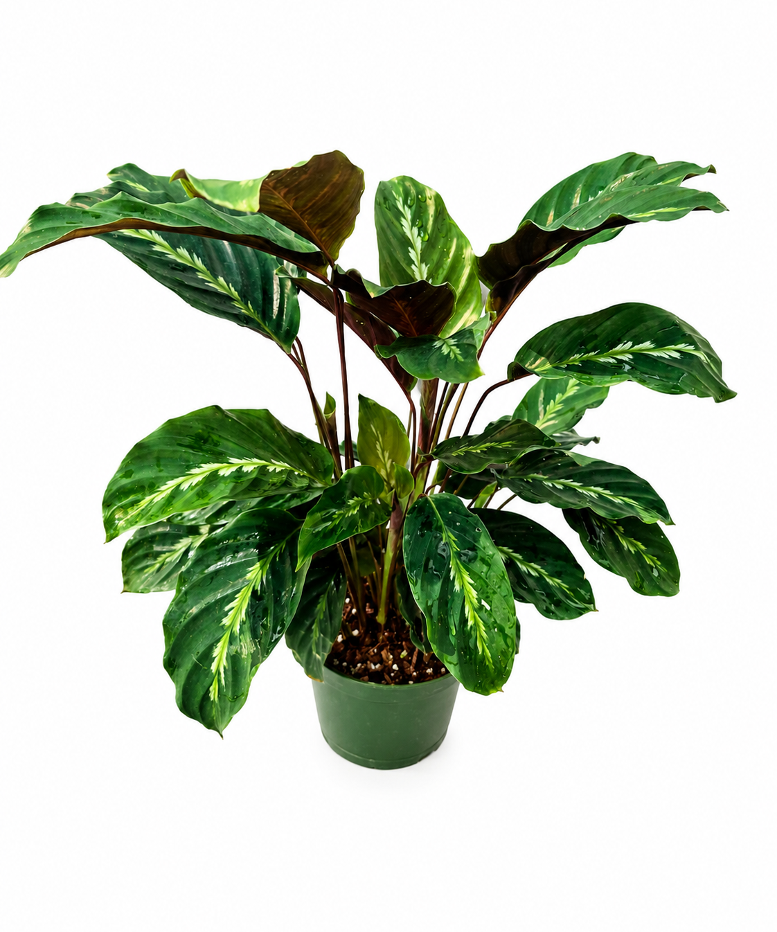 Calathea Maui Queen