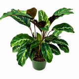 Calathea Maui Queen