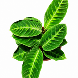 Calathea Misto