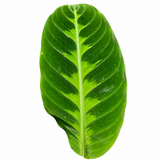 Calathea Misto