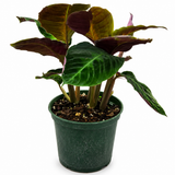 Calathea Misto