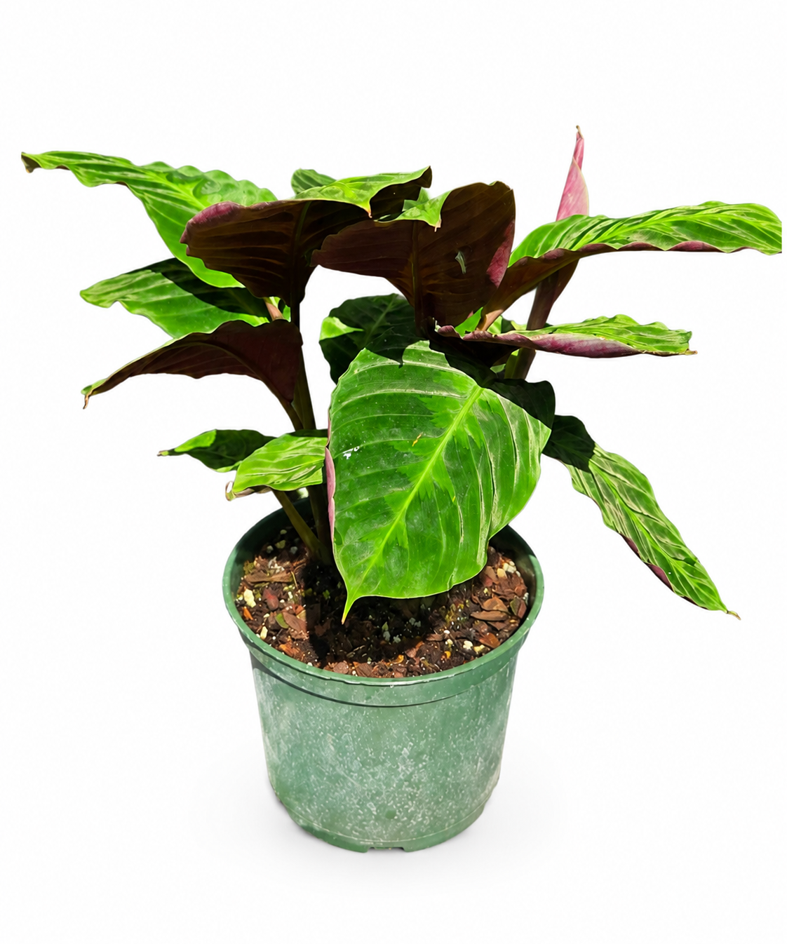 Calathea Misto