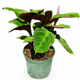 Calathea Misto